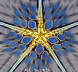 cushion star zoom (Culcita novaeguineae) by Lars Oliver Michaelis 